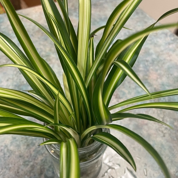 Spider Plant Starter - Picture 4 of 11